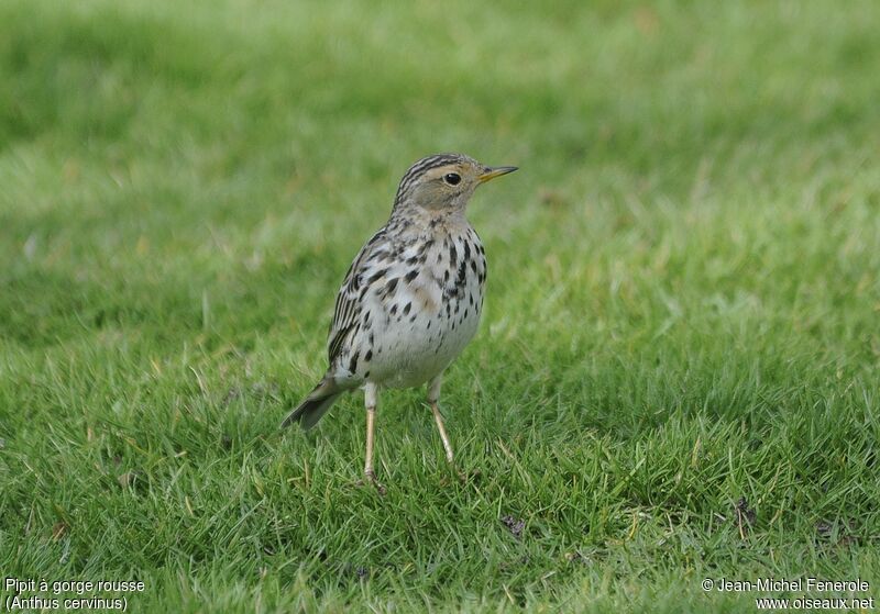 Red-throated Pipit