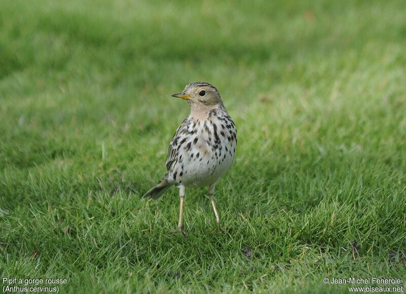 Pipit à gorge rousse