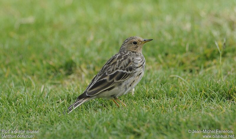 Pipit à gorge rousse