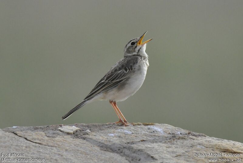 Pipit africain