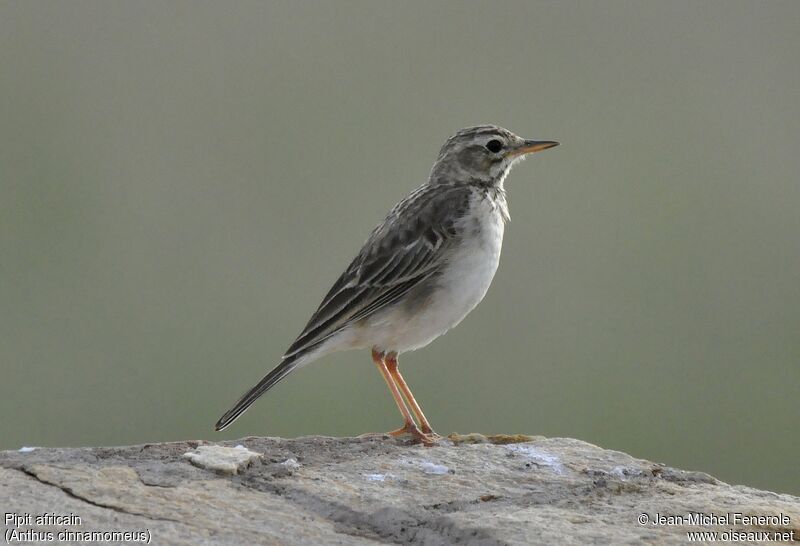 Pipit africain