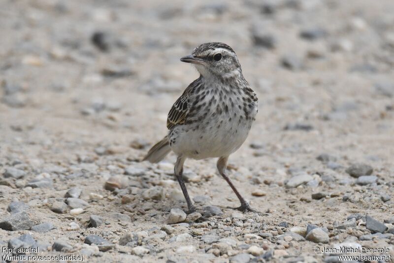 New Zealand Pipit