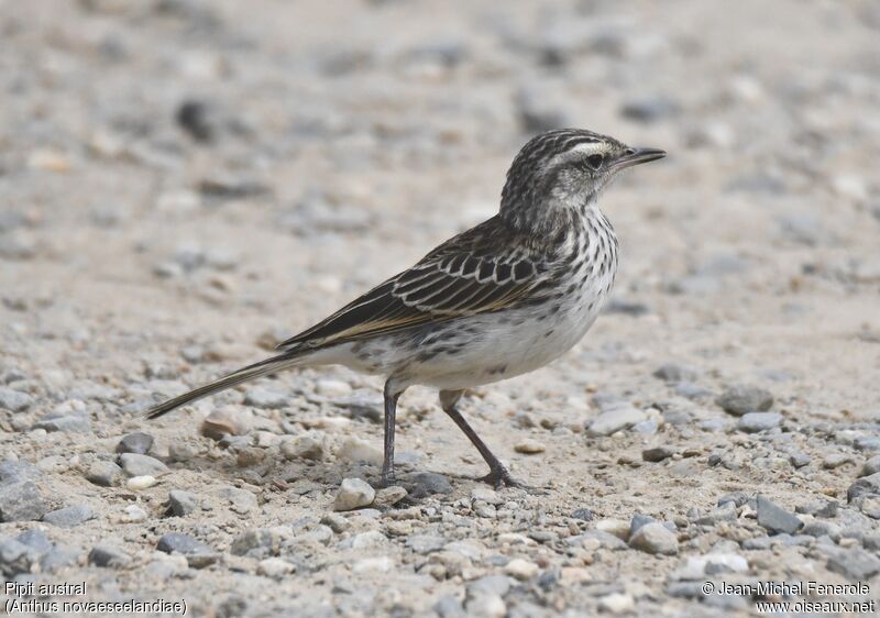 New Zealand Pipit