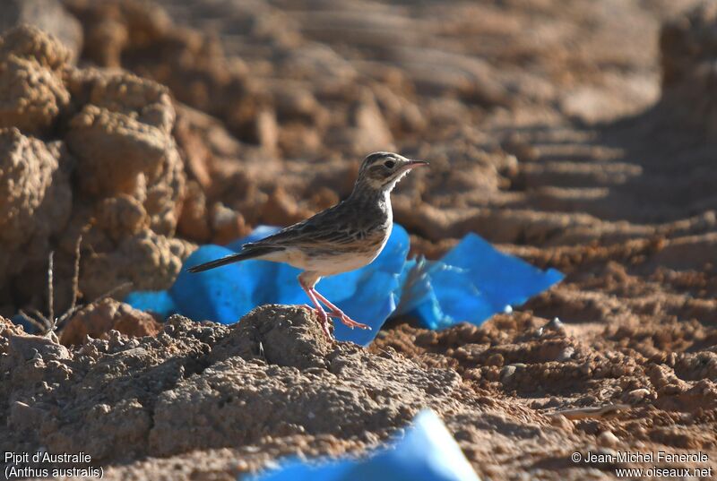 Pipit d'Australie