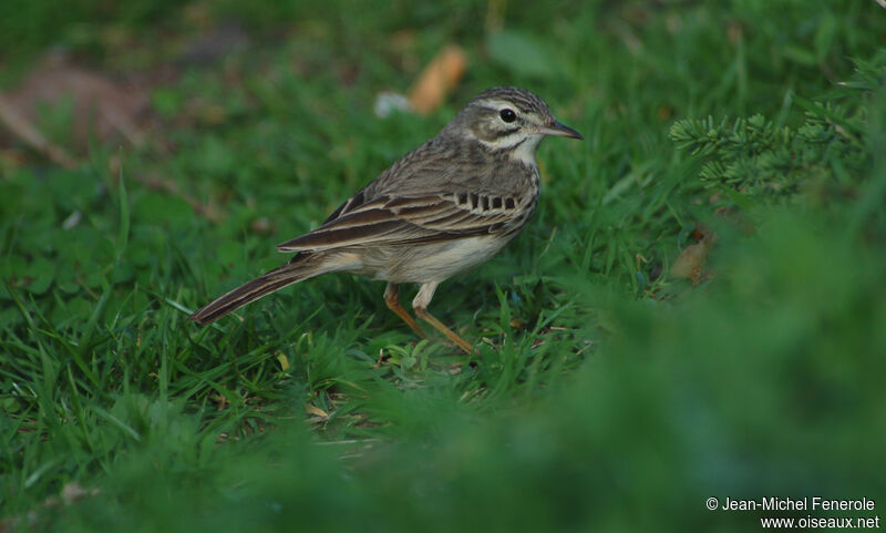 Pipit de Berthelot