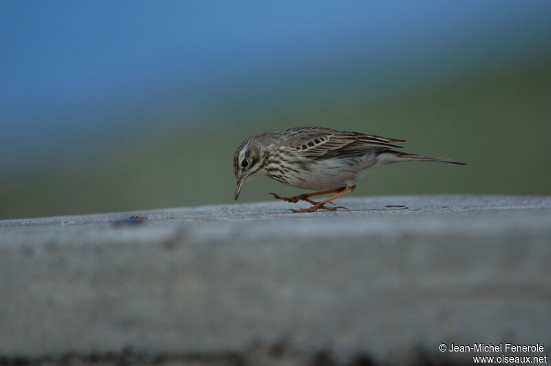 Pipit de Berthelot