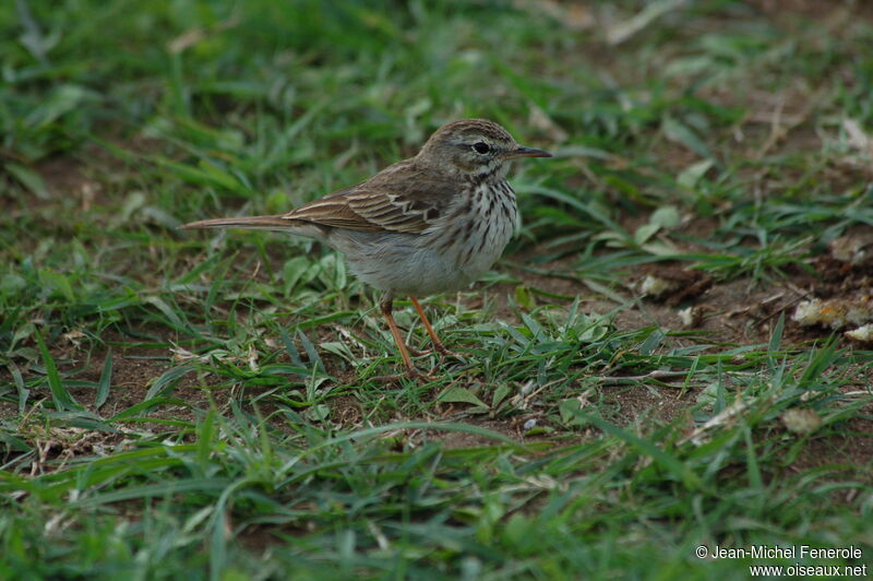 Berthelot's Pipit