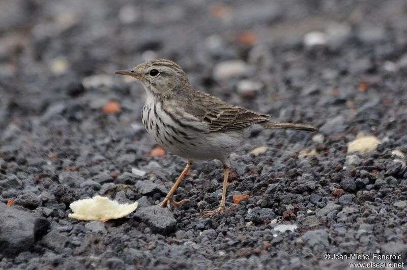 Pipit de Berthelot