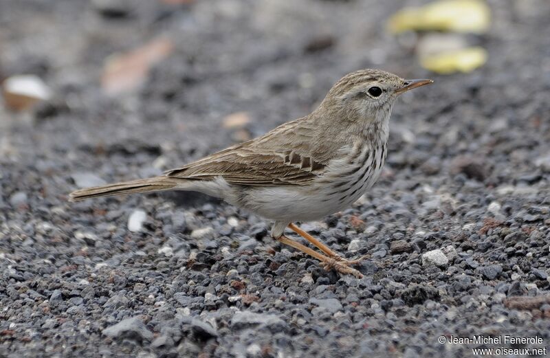 Pipit de Berthelot