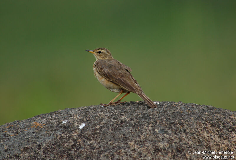 Nicholson's Pipit