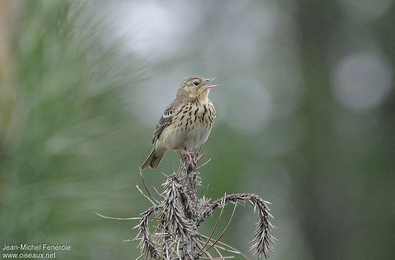 Pipit des arbres