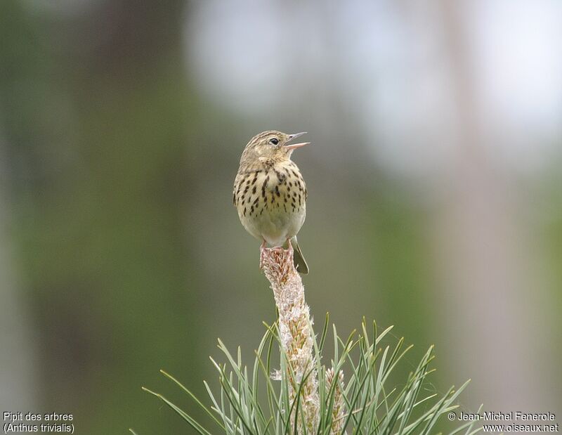 Tree Pipit