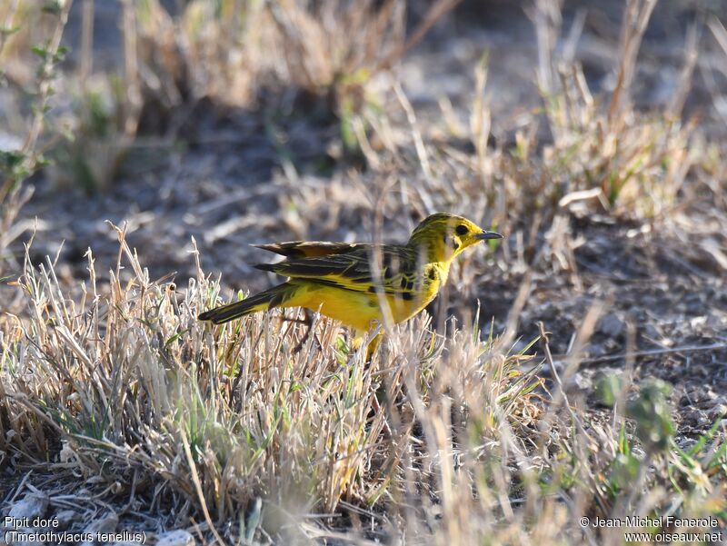 Golden Pipit