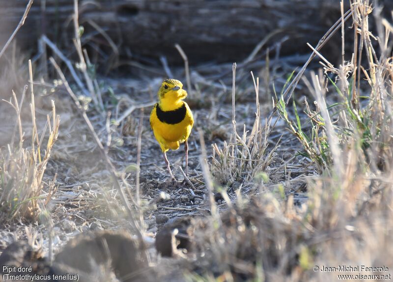 Golden Pipit