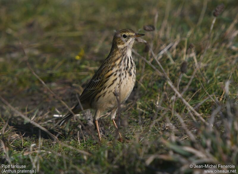 Pipit farlouse