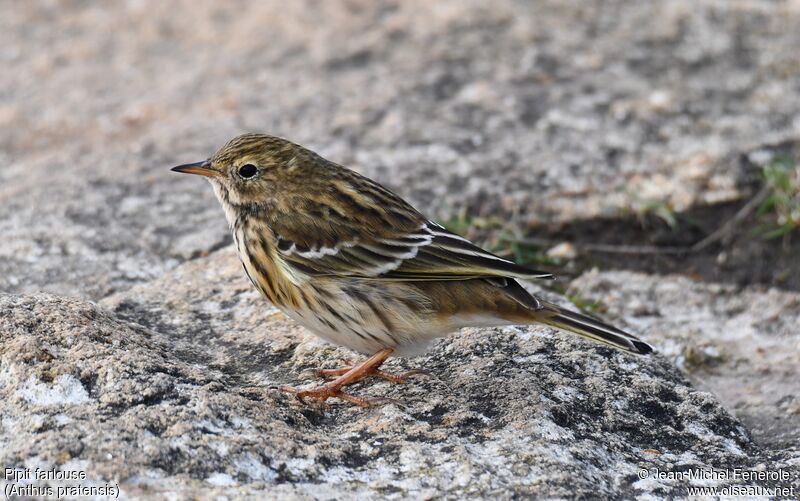 Pipit farlouse