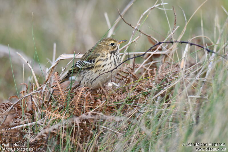 Pipit farlouse