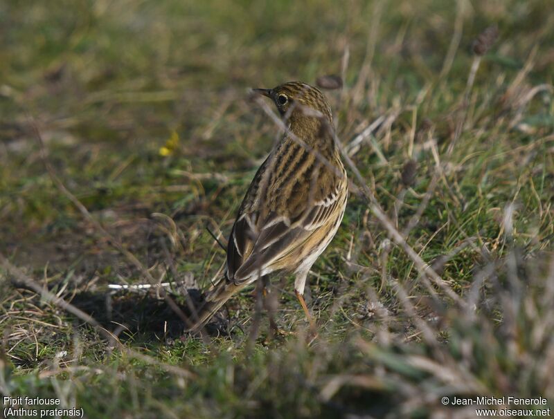 Pipit farlouse