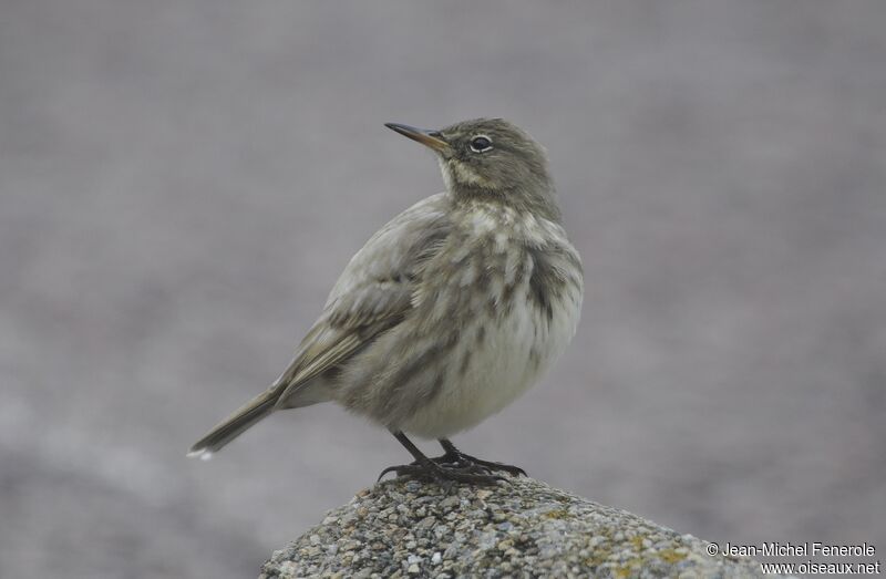 European Rock Pipit