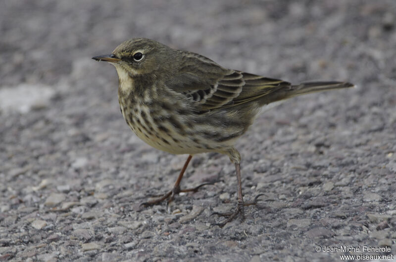 Pipit maritimeadulte internuptial, identification