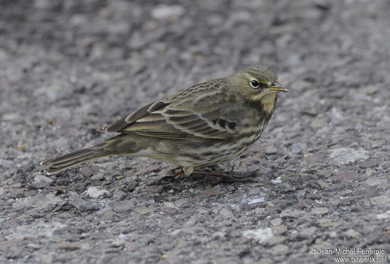 European Rock Pipit