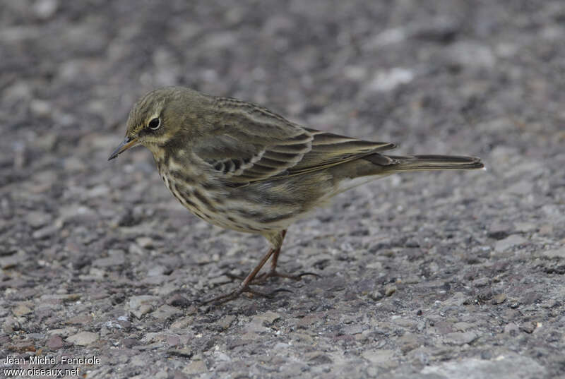 Pipit maritimeadulte internuptial, identification