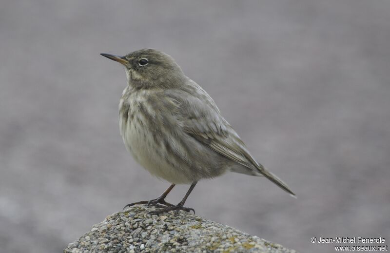 European Rock Pipit