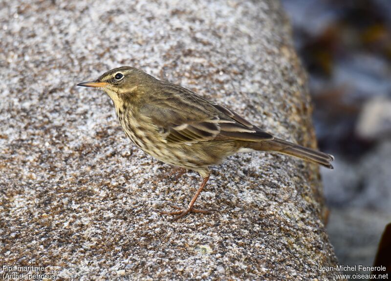 European Rock Pipit