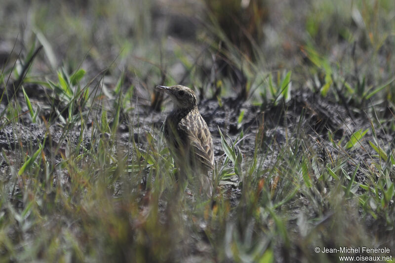 Pipit ocré