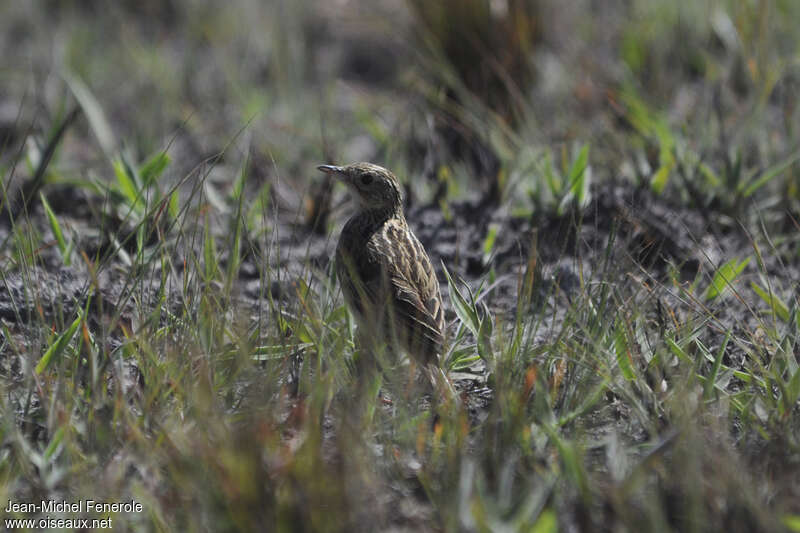 Pipit ocré