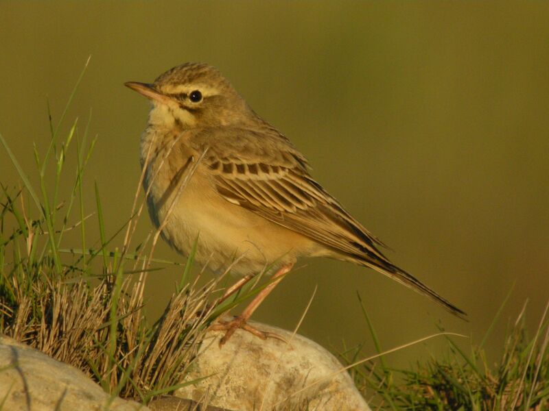 Pipit rousseline