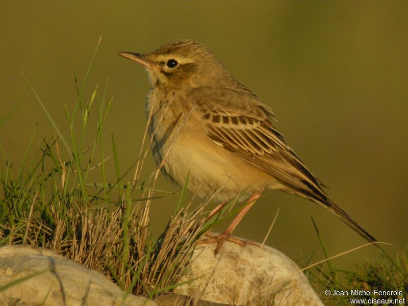 Pipit rousseline