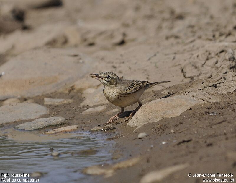 Tawny Pipit