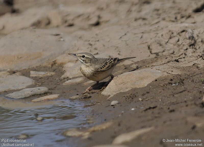 Tawny Pipit