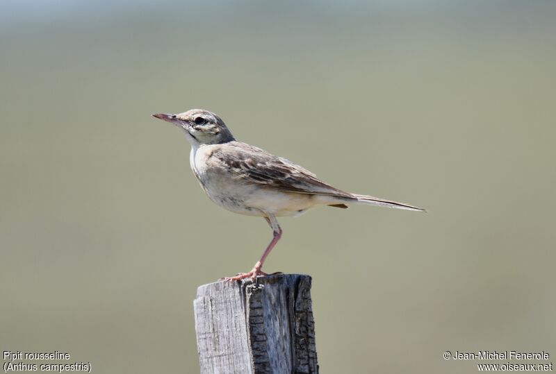 Tawny Pipit