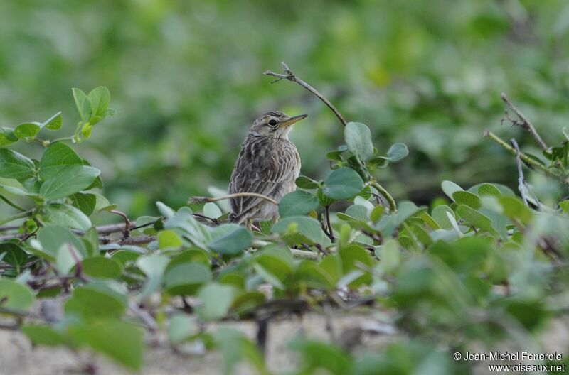 Paddyfield Pipit