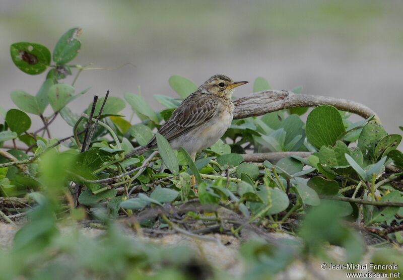 Paddyfield Pipit