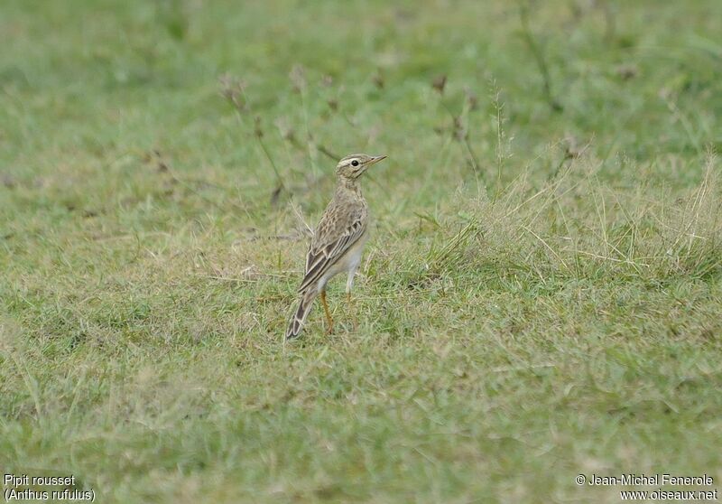 Paddyfield Pipit