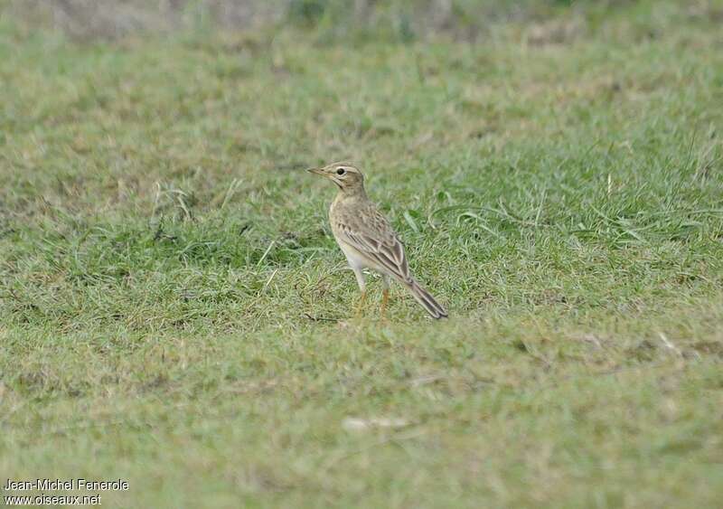 Pipit rousset, habitat, Comportement