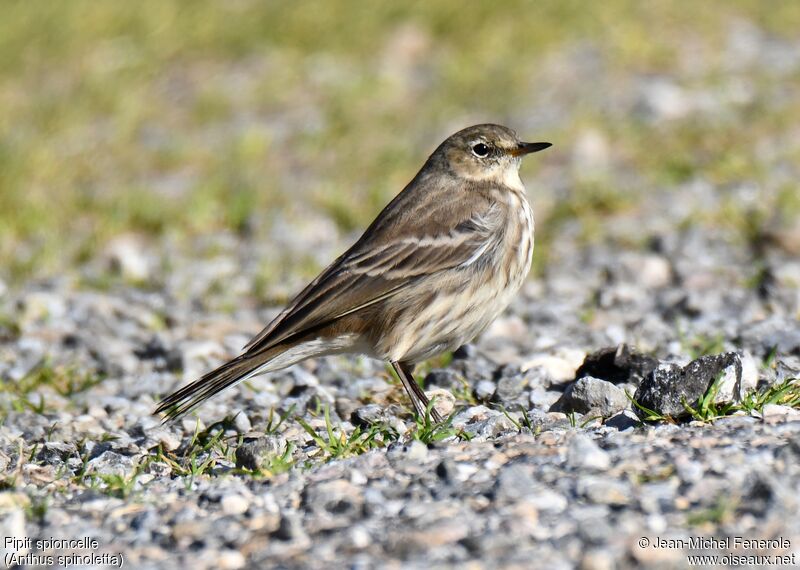 Pipit spioncelle