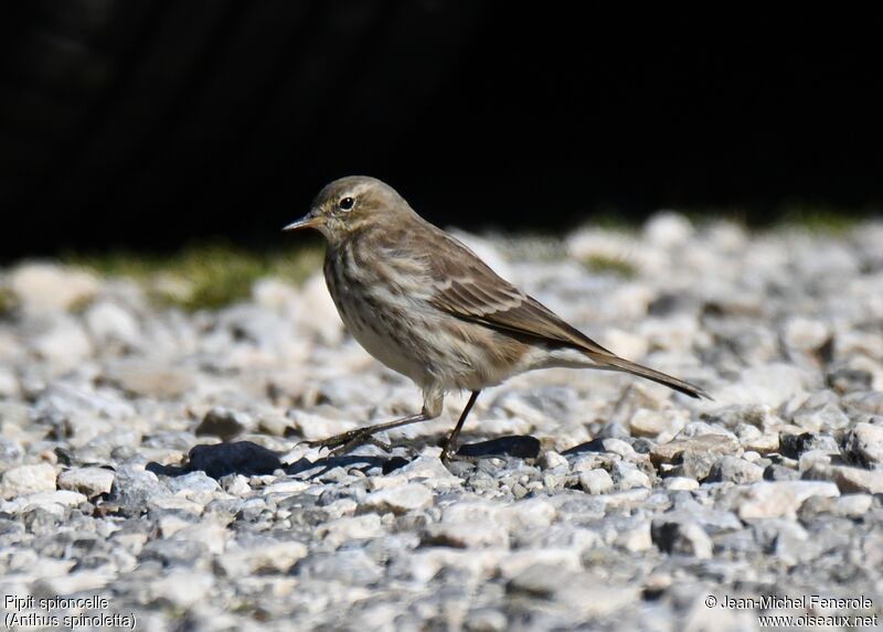 Pipit spioncelle