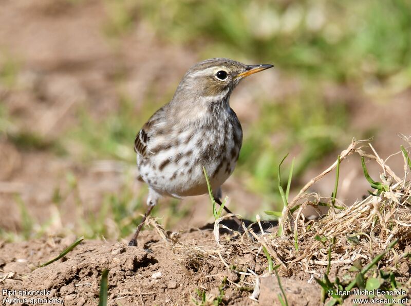 Pipit spioncelle