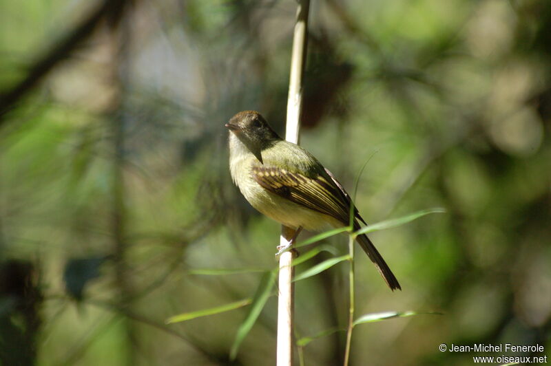 Sepia-capped Flycatcher