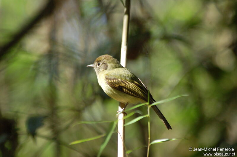 Sepia-capped Flycatcher