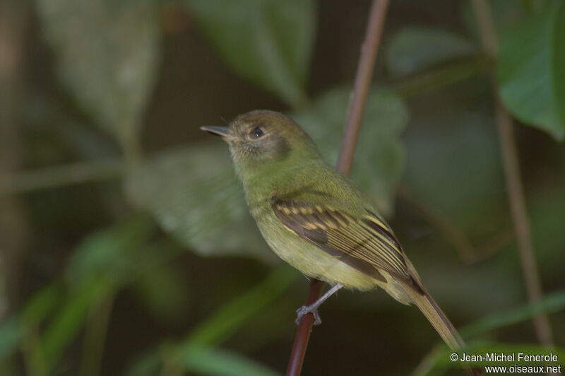 Sepia-capped Flycatcher