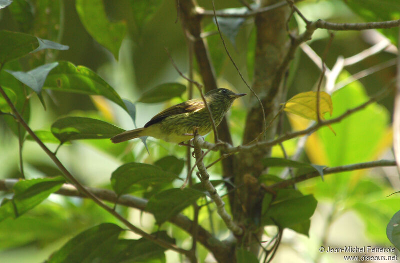 Olive-striped Flycatcheradult