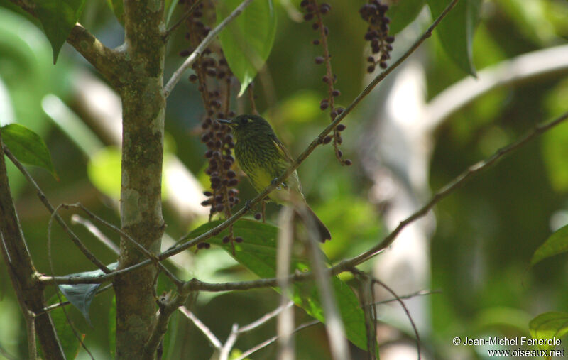 Olive-striped Flycatcher