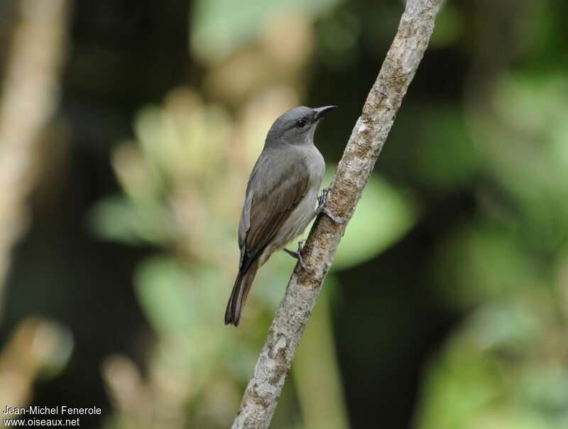 Orangequit female adult, identification