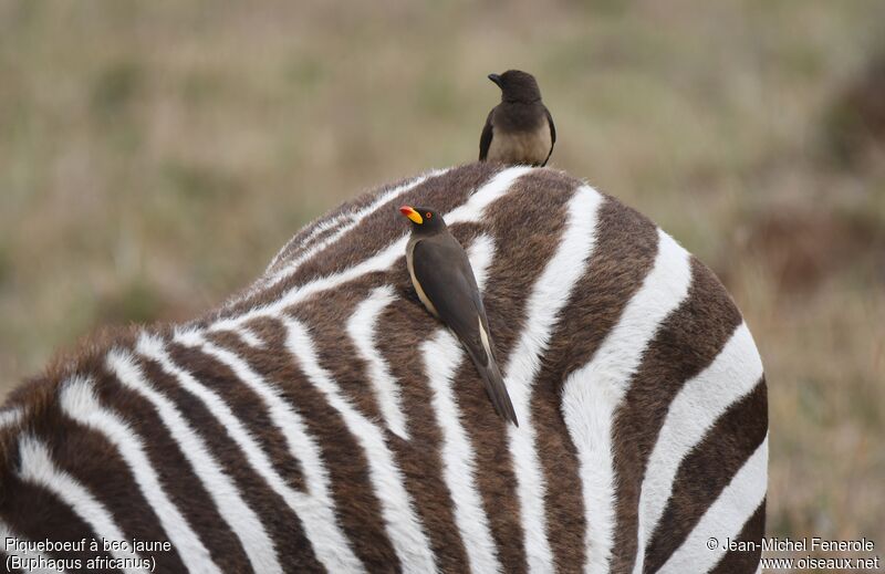 Yellow-billed Oxpecker