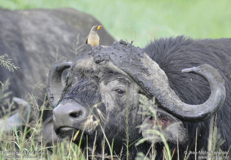 Yellow-billed Oxpecker